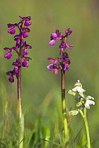 White and purple varieties of Green winged orchid (Anacamptis morio) covered in early morning dew, Wimborne, Dorset, England, UK, April