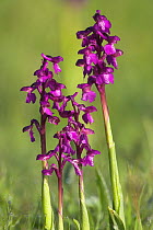 Green winged orchids (Anacamptis morio) covered in early morning dew, Wimborne, Dorset, England, UK, May
