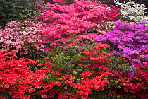 Azalea and Rhododendron display at Exbury Gardens, New Forest, Hampshire, England