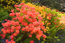 Azalea and Rhododendron display at Exbury Gardens, New Forest, Hampshire, England