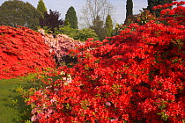 Azalea and Rhododendron display at Leonardslee gardens, West Sussex, England