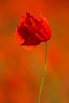 Close-up of Common poppy (Papaver rhoeas)  South Downs, West Sussex, England