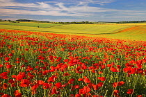 Field of Common poppies (Papaver rhoeas)  South Downs, West Sussex, England. June 2009