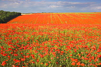 Field of Common poppies (Papaver rhoeas)  South Downs, West Sussex, England. June 2009