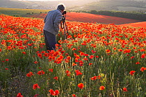 Photographer and back lit field of Common poppies (Papaver rhoeas)  South Downs, West Sussex, England. June 2009