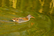 Water Rail (Rallus aquaticus) on water, Titchfield Haven, Hampshire, England