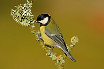 Great Tit (Parus major) perching on lichen covered twig, New Forest, Hampshire, England
