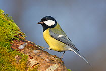Great tit (Parus major) perching on moss covered tree trunk, New Forest, England, UK