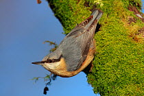 Nuthatch (Sitta europaea) perching on moss covered tree trunk, New Forest, Hampshire, England