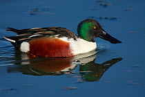 Male Northern shoveler (Anas clypeata) on water, Titchfield Haven, Hampshire, England