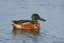 Male Northern shoveler (Anas clypeata) in eclipse plumage on water, Titchfield Haven, Hampshire, England