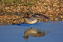Male Common teal (Anas crecca) stretching wing on the shore, Titchfield Haven, Hampshire, England