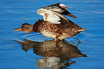 Gadwal (Anas strepera) stretching wings, standing in water. Titchfield Haven, Hampshire, England