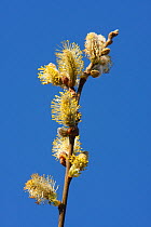 Pussy willow catkins (Salix caprea) New Forest, Hampshire, England