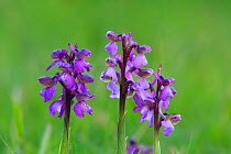 Purple variety of Green winged orchid (Anacamptis morio) Bishops Waltham, Hampshire, England, UK, April