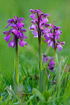 Purple variety of Green winged orchid (Anacamptis morio) Bishops Waltham, Hampshire, England, UK, April