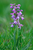 Purple variety of Green Winged Orchid (Orchis morio) Bishops Waltham, Hampshire, England, UK