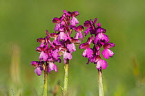 Pink variety of Green winged orchid (Anacamptis morio) in morning dew. Minster, Dorset, England, April