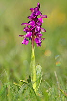 Purple variety of Green winged orchid (Anacamptis morio) covered in early morning dew. Wimborne, Dorset, England, April