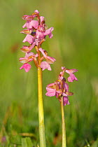 Pink variety of Green winged orchid (Anacamptis morio) covered in early morning dew, Wimborne, Dorset, England, UK, April