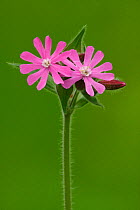 Red Campion (Silene dioica) Pamp Hill, Dorset, England