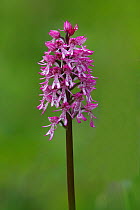 Hybrid of Lady Orchid (Orchis purpurea) and Monkey Orchid (Orchis simia) Hartslock,  Oxfordshire, England