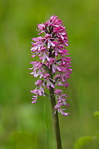 Hybrid of Lady Orchid (Orchis purpurea) and Monkey Orchid (Orchis simia) Hartslock,  Oxfordshire, England