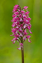 Hybrid of Lady orchid (Orchis purpurea) and Monkey orchid (Orchis simia) Hartslock,  Oxfordshire, England, May