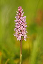 Common Spotted Orchid (Dactylorhiza fuchsii) New Forest, Hampshire, England
