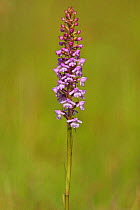 Fragrant Orchid (Gymnadenia conopsea) Martin Down, Hampshire, England