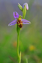 Belgarum Bee Orchid (Ophyrys apifera) Portsdown Hill, nr Portsmouth, Hampshire, England