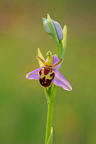 Belgarum Bee Orchid (Ophyrys apifera) Portsdown Hill, nr Portsmouth, Hampshire, England