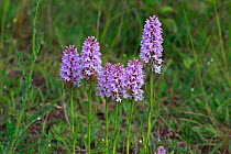 Common spotted orchids (Dactylorhiza fuchsii) New Forest, Hampshire, England