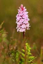 Spotted heath orchid (Dactylorhiza maculata) New Forest, Hampshire, England, UK, June