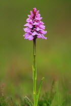 Spotted heath orchid (Dactylorhiza maculata) New Forest, Hampshire, England, UK, June