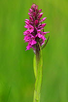 Southern Marsh Orchid (Dactylorhiza praetermissa)  Minster, Dorset, England