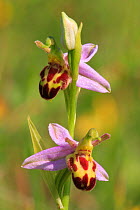 Belgarum bee orchid (Ophrys apifera) Portsdown Hill, Portsmouth, Hampshire, England, June