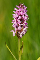 Southern Marsh Orchid (Dactylorhiza praetermissa) Wimborne, Dorset, England