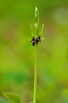 Fly Orchid (Ophrys insectifera) West Meon, Hampshire, England, UK