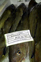 Cod (Gadus morhua) packed and weighed into iced fishbox, North Sea, May 2010.
