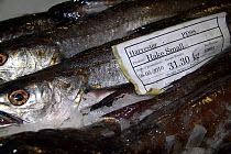 Hake (Merluccius sp) packed with ice in a fishbox. North Sea, May 2010.