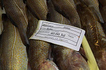 Atlantic cod (Gadus morhua) roby (small size) packed in a fish box. North Sea, May 2010.