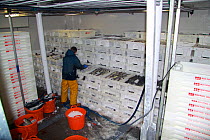 Fisherman packing boxes of iced fish in the cargo hold on a fishing boat, North Sea, May 2010. Model released.