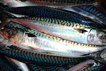 Atlantic mackerel (Scomber scombrus) catch, North Sea, May 2010.