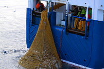 Crewmen watch as a bag full of Hake (Merluccius sp) is winched alongside. North Sea, May 2010. Property and model released.