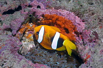 Clark's anemonefish (Amphiprion clarkii) with newly laid eggs, Papua New Guinea.