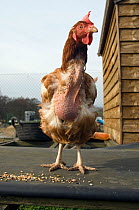 Rescued battery hen. They often lack feathers when they come out of the battery barns. UK.