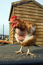 A rescued battery hen. They often lack feathers when they come out of the battery barns. UK.