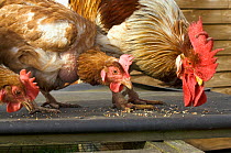 Rescued battery hens with rooster. The chickens often lack feathers when they come out of the battery barns. UK.