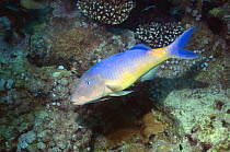 Yellowsaddle goatfish (Parupeneus cyclostomus). Red Sea, Egypt.